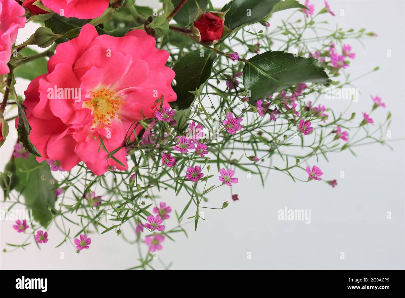 eine Blüte der Rose `Heidetraum´ liegt zusammen mit rosa Schleierkraut auf einem weißen Untergrund Stock Photo